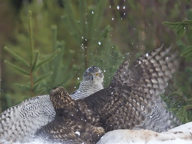 Kanahaukka, Northern Goshawk, Accipiter gentilis